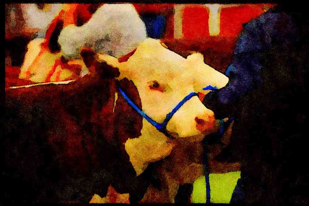 Farm Animals 066026 Hereford Cattle A4 Limited Edition Watercolour Print