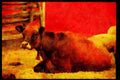 Farm Animals 066028 Cow A4 Limited Edition Watercolour Print