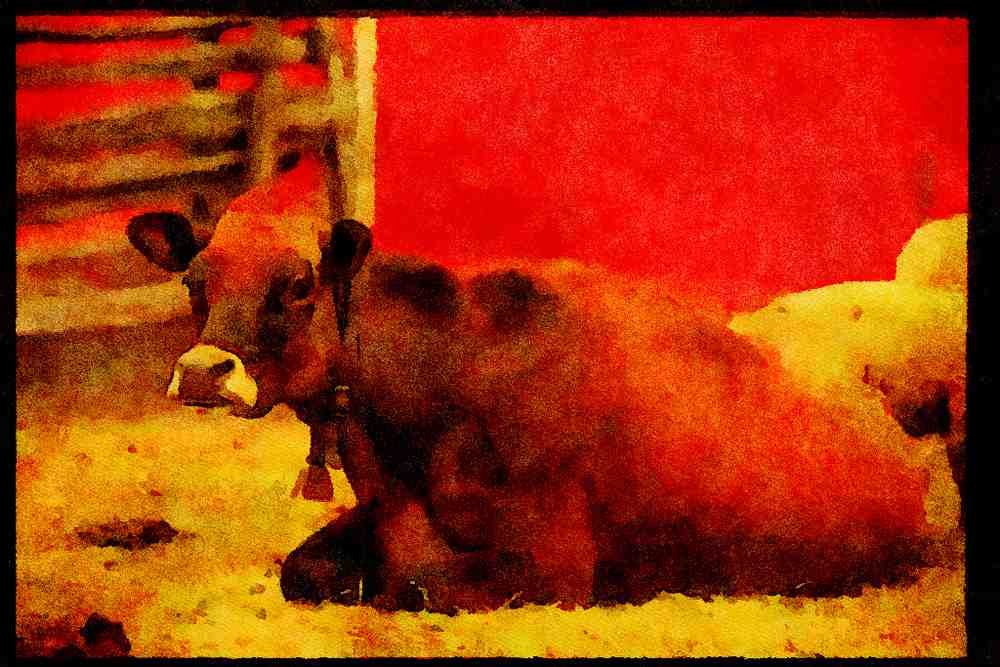 Farm Animals 066028 Cow A4 Limited Edition Watercolour Print