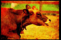 Farm Animals 066029 Cow A4 Limited Edition Watercolour Print