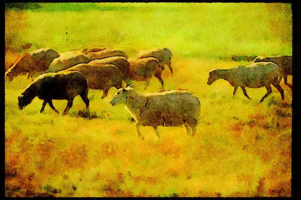 Farm Animals 066030 Sheep A4 Limited Edition Watercolour Print