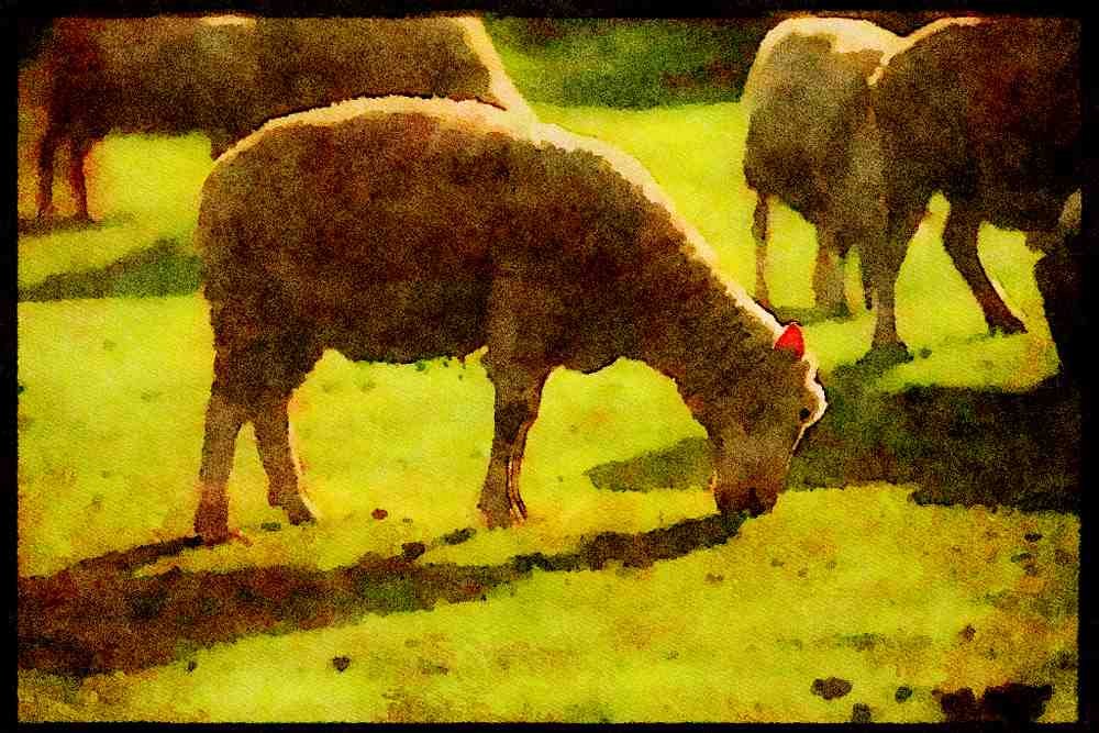 Farm Animals 066031 Sheep A4 Limited Edition Watercolour Print