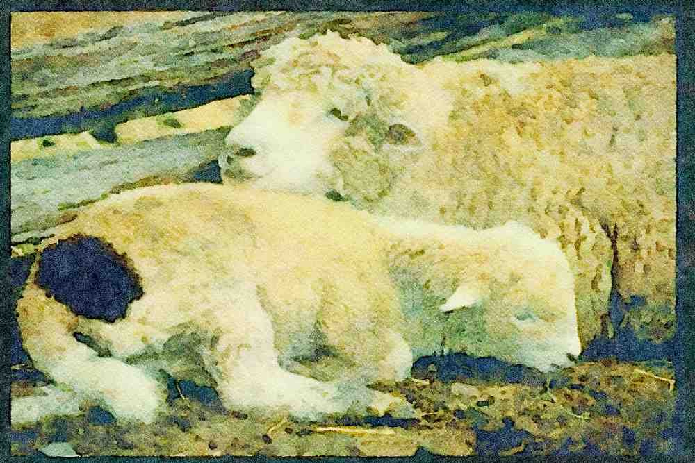 Farm Animals 066032 Sheep A4 Limited Edition Watercolour Print
