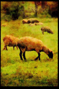 Farm Animals 066034 Sheep A4 Limited Edition Watercolour Print