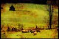 Farm Animals 066035 Sheep A4 Limited Edition Watercolour Print