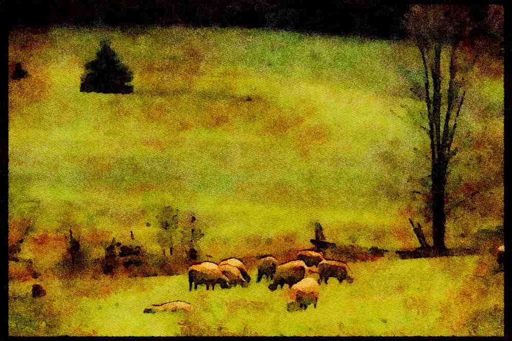 Farm Animals 066035 Sheep A4 Limited Edition Watercolour Print