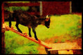 Farm Animals 066036 Pigmy Goat A4 Limited Edition Watercolour Print