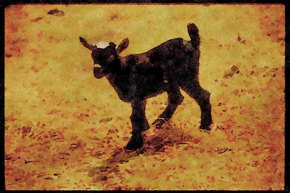 Farm Animals 066037 Young Pigmy Goat A4 Limited Edition Watercolour Print