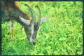 Farm Animals 066038 Goat A4 Limited Edition Watercolour Print