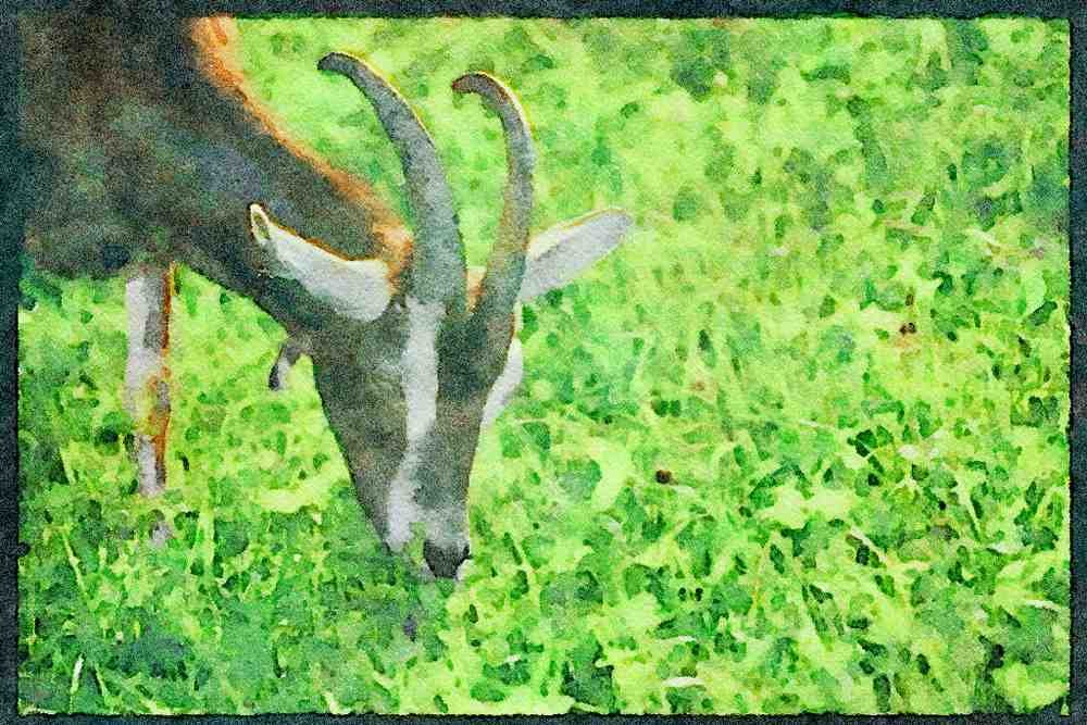 Farm Animals 066038 Goat A4 Limited Edition Watercolour Print