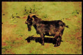 Farm Animals 066040 Pigmy Goat A4 Limited Edition Watercolour Print