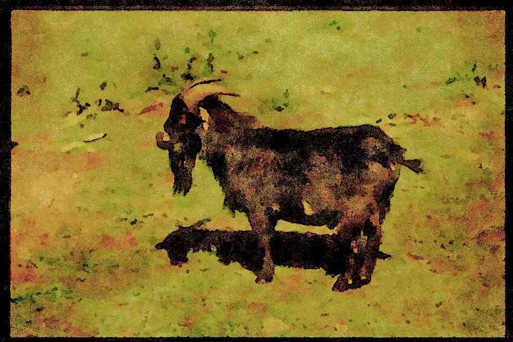 Farm Animals 066040 Pigmy Goat A4 Limited Edition Watercolour Print