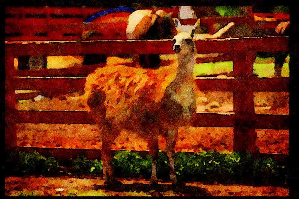 Farm Animals 066041 Llama A4 Limited Edition Watercolour Print