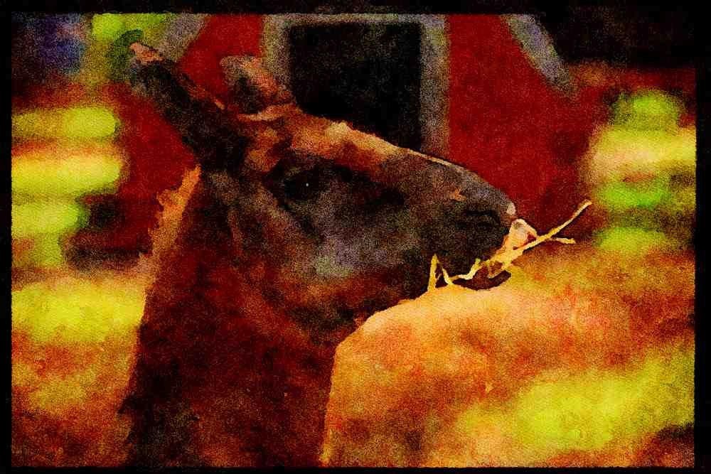 Farm Animals 066042 Llama A4 Limited Edition Watercolour Print
