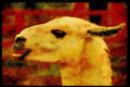 Farm Animals 066044 Llama A4 Limited Edition Watercolour Print