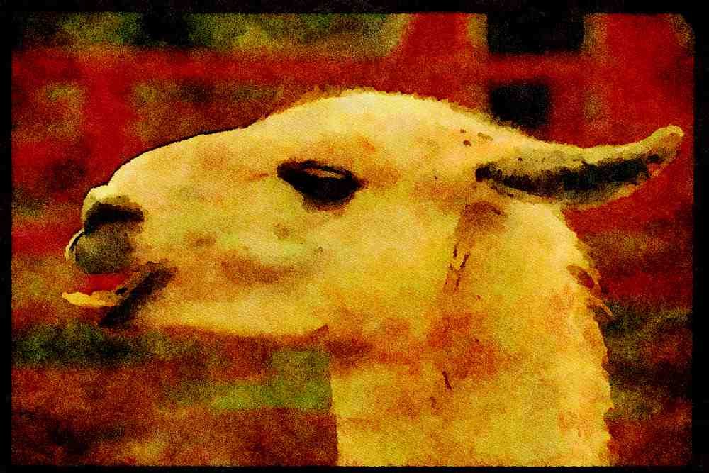 Farm Animals 066044 Llama A4 Limited Edition Watercolour Print