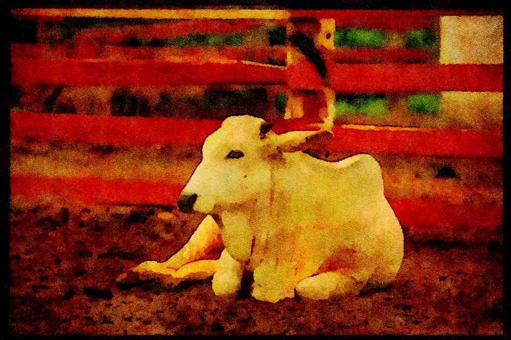 Farm Animals 066045 Asian Bull A4 Limited Edition Watercolour Print