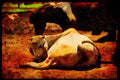 Farm Animals 066046 Asian Bull A4 Limited Edition Watercolour Print