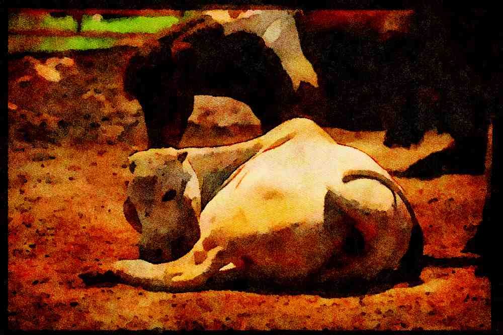Farm Animals 066046 Asian Bull A4 Limited Edition Watercolour Print