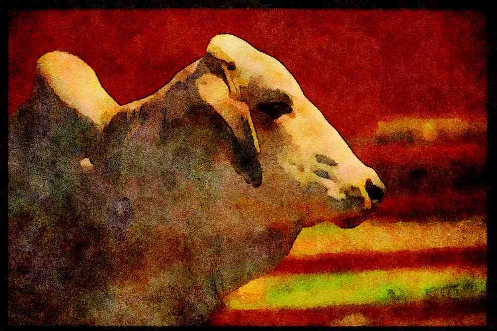 Farm Animals 066047 Asian Bull A4 Limited Edition Watercolour Print
