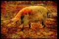Farm Animals 066048 Pig A4 Limited Edition Watercolour Print