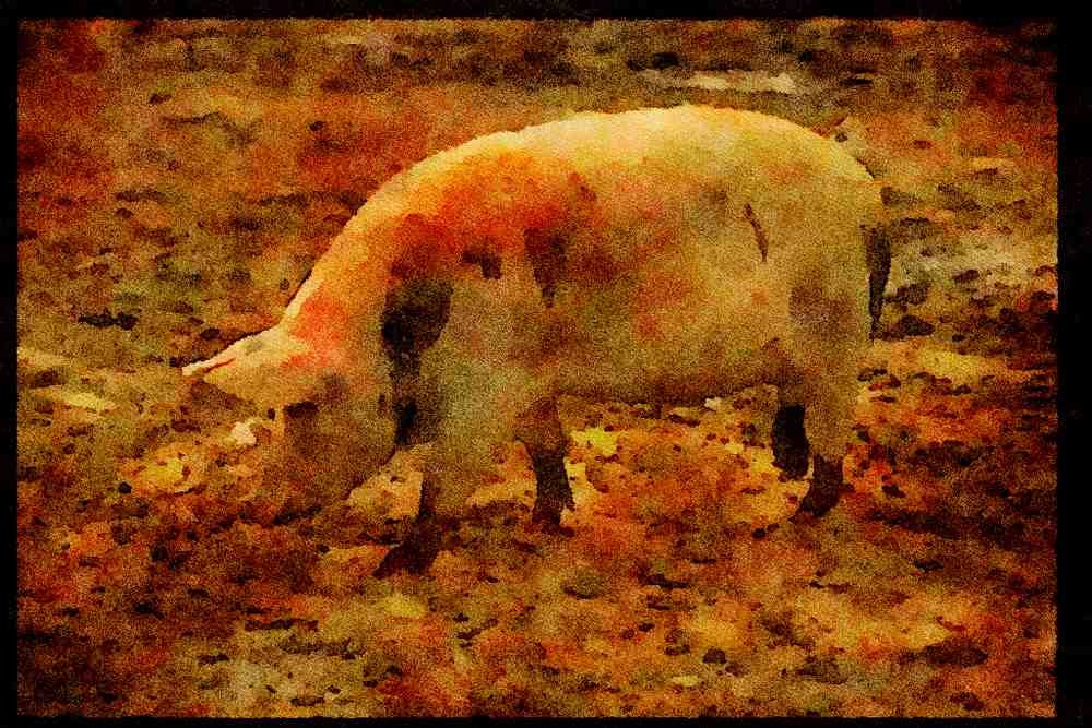 Farm Animals 066048 Pig A4 Limited Edition Watercolour Print