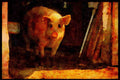 Farm Animals 066049 Pig A4 Limited Edition Watercolour Print