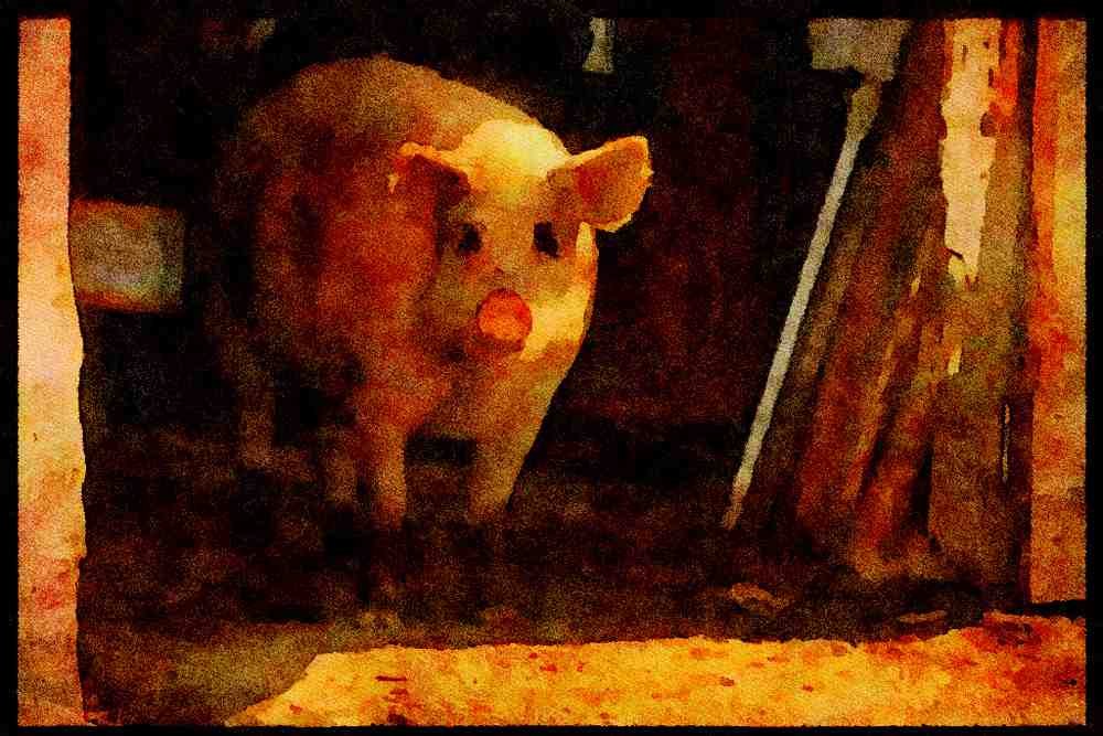 Farm Animals 066049 Pig A4 Limited Edition Watercolour Print