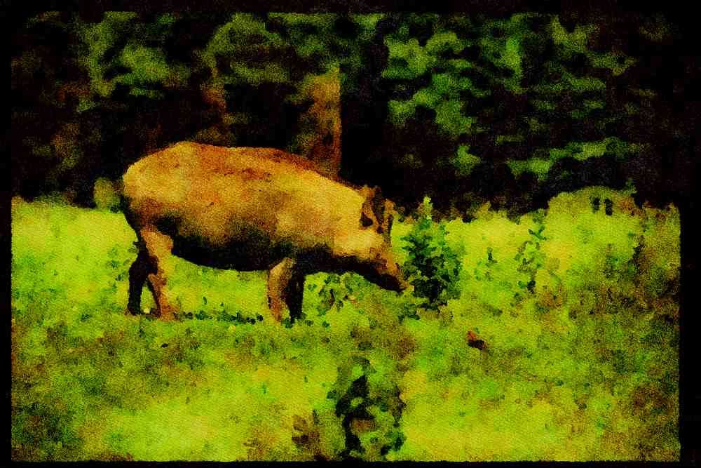 Farm Animals 066050 Wild Boar A4 Limited Edition Watercolour Print