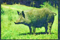 Farm Animals 066051 Wild Boar A4 Limited Edition Watercolour Print