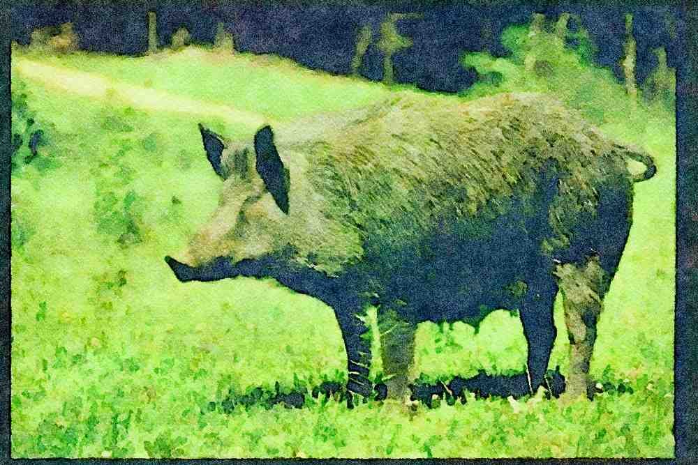 Farm Animals 066051 Wild Boar A4 Limited Edition Watercolour Print