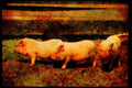 Farm Animals 066053 Potbelly Pigs A4 Limited Edition Watercolour Print
