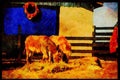 Farm Animals 066054 Young Donkeys A4 Limited Edition Watercolour Print