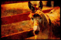 Farm Animals 066055 Donkey A4 Limited Edition Watercolour Print