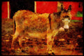 Farm Animals 066056 Donkey A4 Limited Edition Watercolour Print