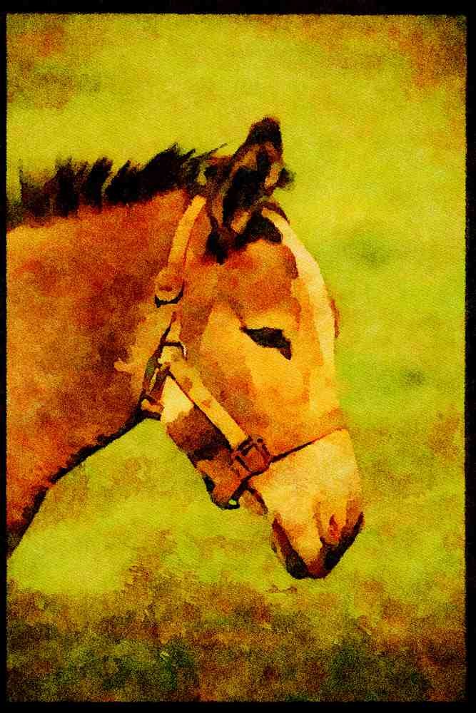 Farm Animals 066058 Donkey A4 Limited Edition Watercolour Print