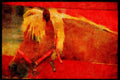 Farm Animals 066061 Horse A4 Limited Edition Watercolour Print