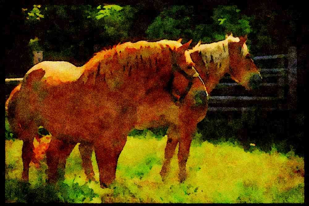 Farm Animals 066065 Horses A4 Limited Edition Watercolour Print