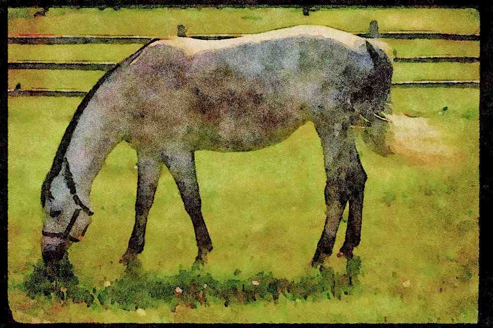 Farm Animals 066066 Arabian Horse A4 Limited Edition Watercolour Print