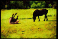 Farm Animals 066067 Horses A4 Limited Edition Watercolour Print
