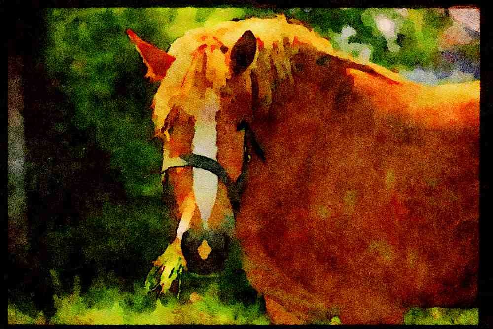 Farm Animals 066068 Horses A4 Limited Edition Watercolour Print