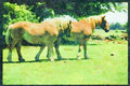 Farm Animals 066069 Horses A4 Limited Edition Watercolour Print