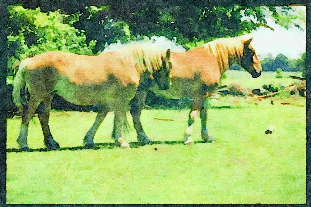 Farm Animals 066069 Horses A4 Limited Edition Watercolour Print