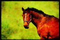 Farm Animals 066070 Horses A4 Limited Edition Watercolour Print