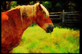 Farm Animals 066072 Horses A4 Limited Edition Watercolour Print
