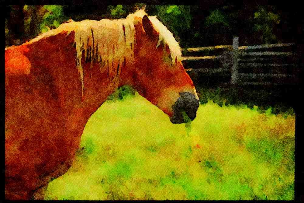Farm Animals 066072 Horses A4 Limited Edition Watercolour Print