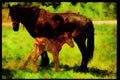 Farm Animals 066073 Horses A4 Limited Edition Watercolour Print