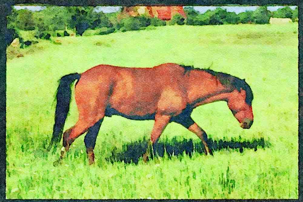 Farm Animals 066074 Horses A4 Limited Edition Watercolour Print