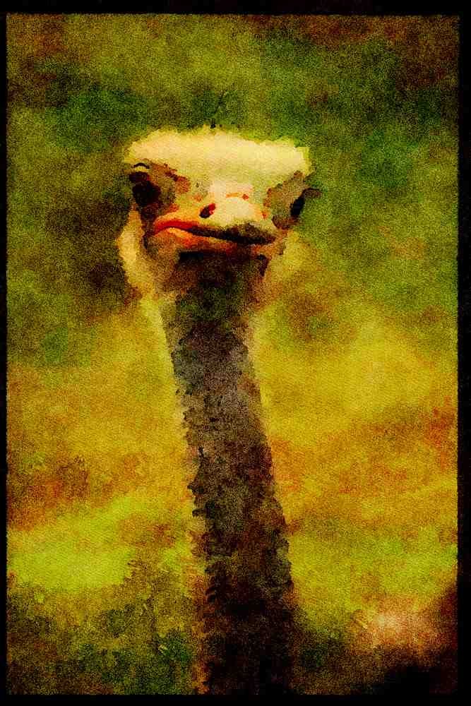 Farm Animals 066075 Ostrich A4 Limited Edition Watercolour Print