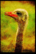 Farm Animals 066076 Ostrich A4 Limited Edition Watercolour Print